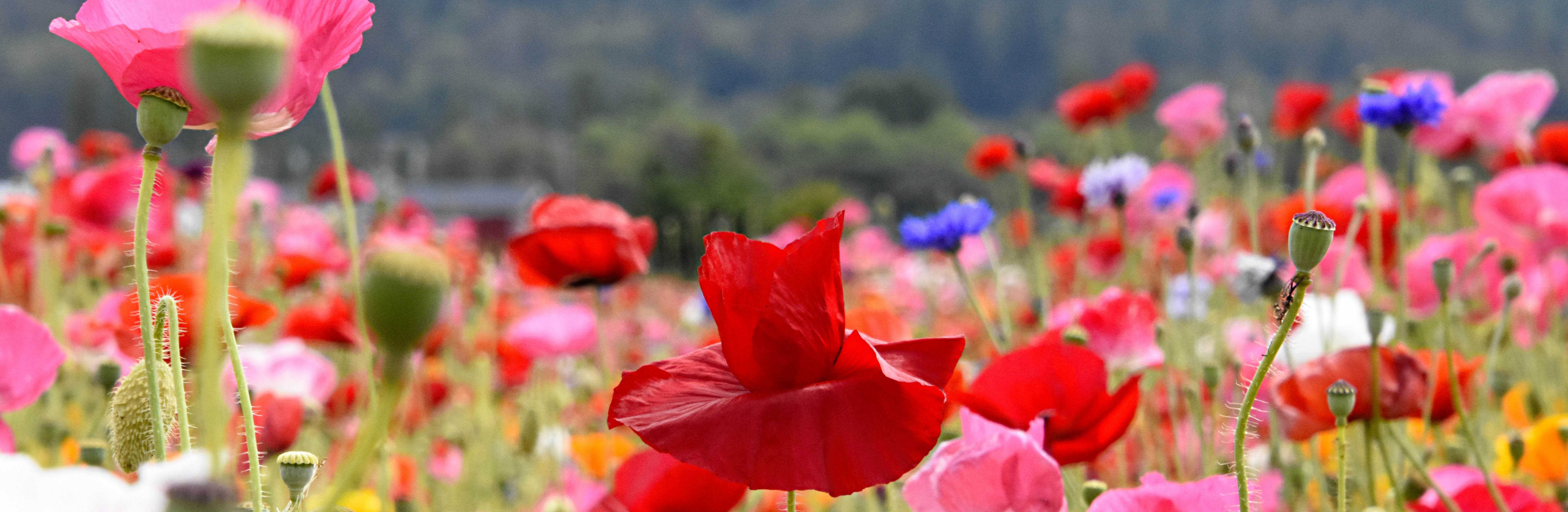 Flora alpina
